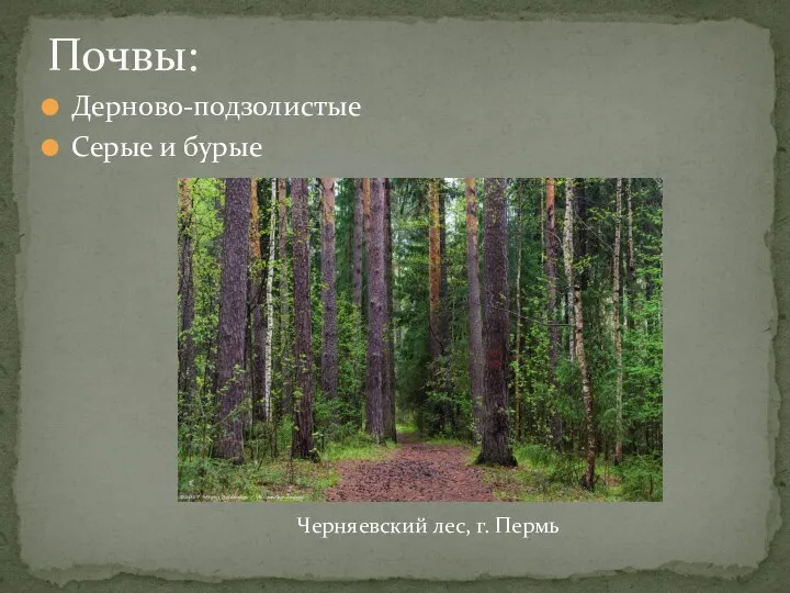 Дерново-подзолистые Серые и бурые Почвы: Черняевский лес, г. Пермь