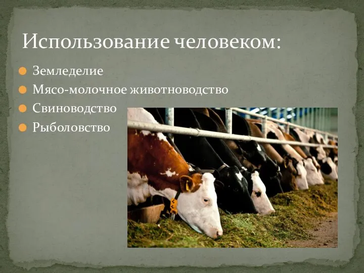 Земледелие Мясо-молочное животноводство Свиноводство Рыболовство Использование человеком:
