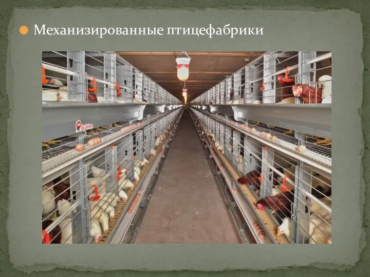 Механизированные птицефабрики