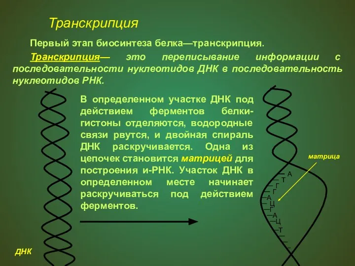 Транскрипция Первый этап биосинтеза белка—транскрипция. Транскрипция— это переписывание информации с последовательности нуклеотидов