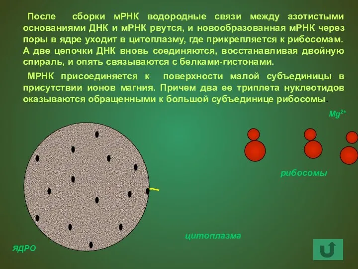 мРНК После сборки мРНК водородные связи между азотистыми основаниями ДНК и мРНК