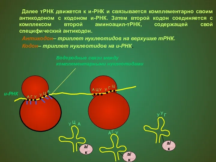 Далее тРНК движется к и-РНК и связывается комплементарно своим антикодоном с кодоном