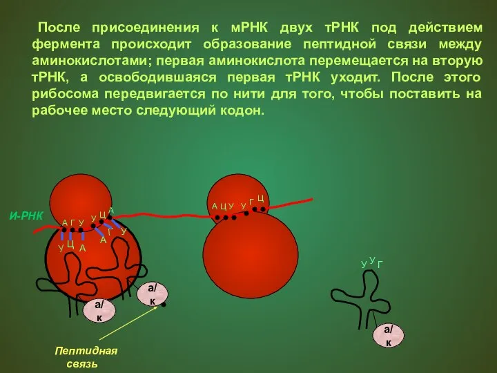 После присоединения к мРНК двух тРНК под действием фермента происходит образование пептидной