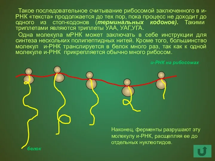 Такое последовательное считывание рибосомой заключенного в и-РНК «текста» продолжается до тех пор,