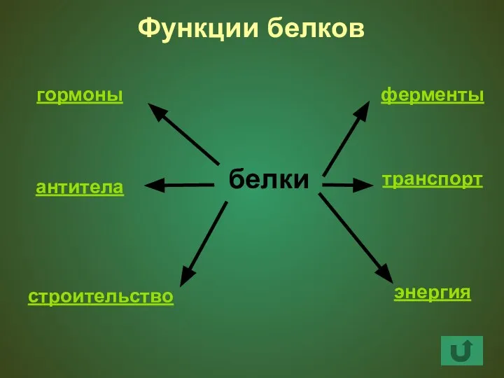 белки транспорт ферменты строительство антитела гормоны энергия Функции белков