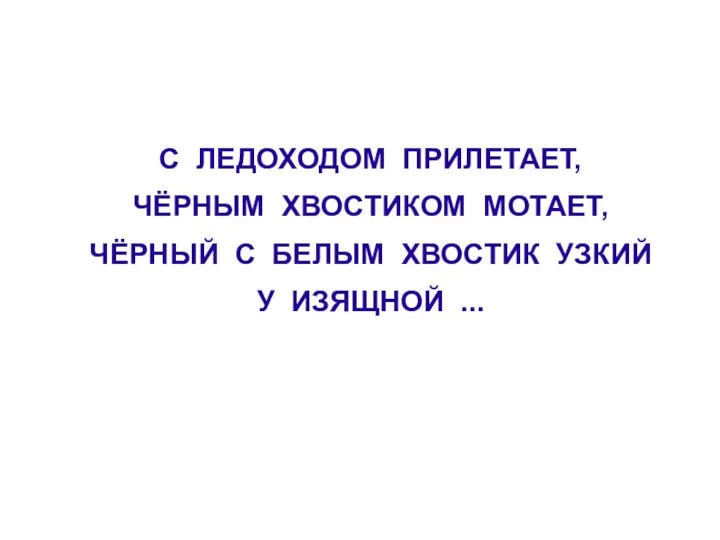 С ЛЕДОХОДОМ ПРИЛЕТАЕТ, ЧЁРНЫМ ХВОСТИКОМ МОТАЕТ, ЧЁРНЫЙ С БЕЛЫМ ХВОСТИК УЗКИЙ У ИЗЯЩНОЙ ...