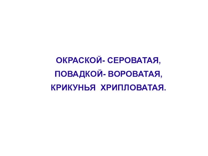 ОКРАСКОЙ- СЕРОВАТАЯ, ПОВАДКОЙ- ВОРОВАТАЯ, КРИКУНЬЯ ХРИПЛОВАТАЯ.