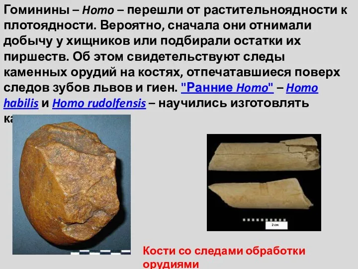 Гоминины – Homo – перешли от растительноядности к плотоядности. Вероятно, сначала они