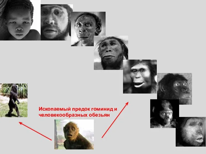 Ископаемый предок гоминид и человекообразных обезьян