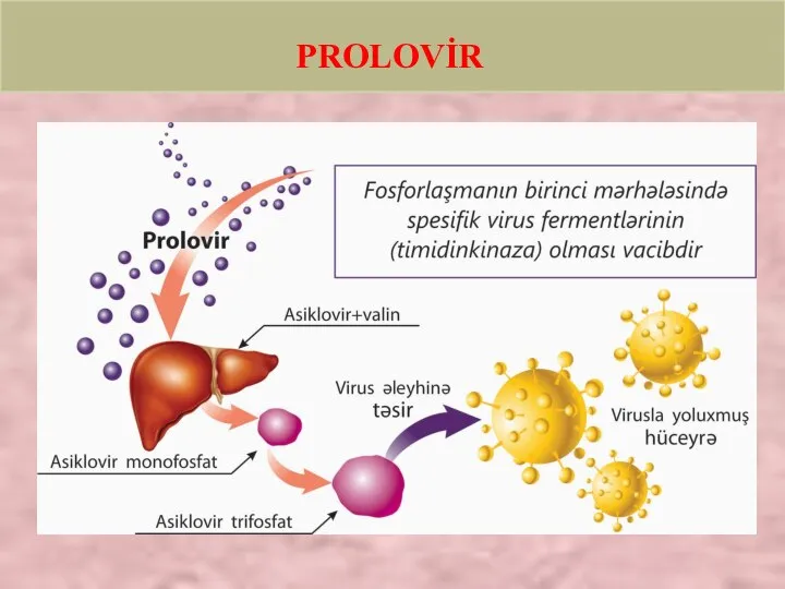 PROLOVİR