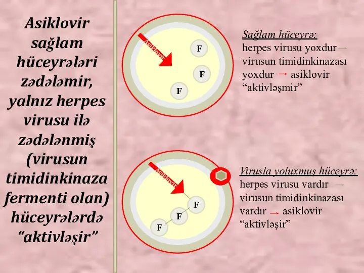 Asiklovir F F F F F F Asiklovir Sağlam hüceyrə: herpes virusu