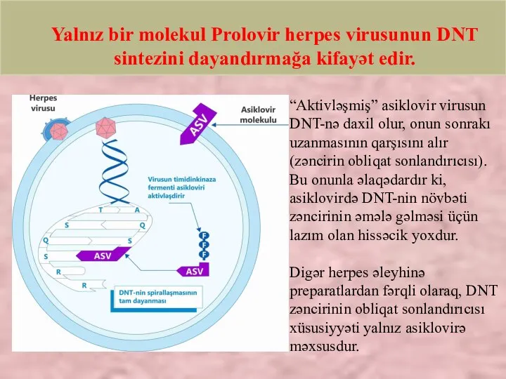 Yalnız bir molekul Prolovir herpes virusunun DNT sintezini dayandırmağa kifayət edir. “Aktivləşmiş”