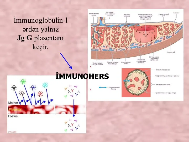 İmmunoglobulin-lərdən yalnız Jg G plasentanı keçir. İMMUNOHERS