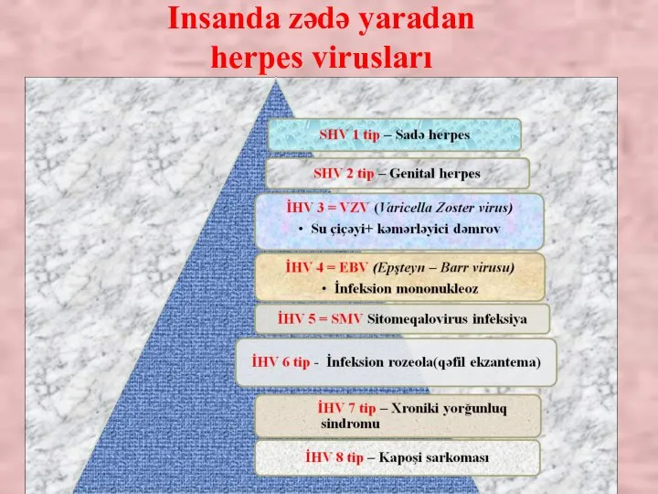 Insanda zədə yaradan herpes virusları