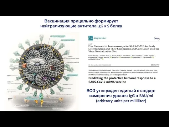 ВОЗ утвержден единый стандарт измерения уровня IgG в BAU/ml (arbitrary units per