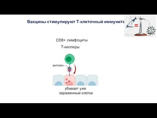 Вакцины стимулируют Т-клеточный иммунитет =