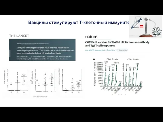 Вакцины стимулируют Т-клеточный иммунитет =