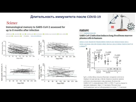 Длительность иммунитета после COVID-19 IgG к спайк-белку показал быстрое снижение антител в