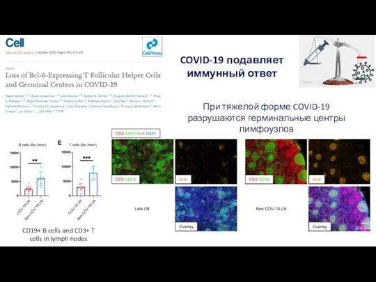 COVID-19 подавляет иммунный ответ CD19+ B cells and CD3+ T cells in