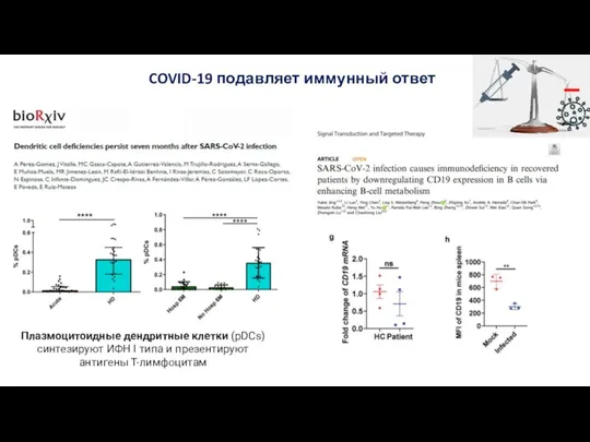 COVID-19 подавляет иммунный ответ Плазмоцитоидные дендритные клетки (pDCs) синтезируют ИФН I типа