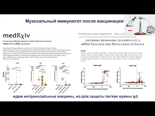 Мукозальный иммунитет после вакцинации? ждем интраназальные вакцины, но для защиты легких нужны IgG _