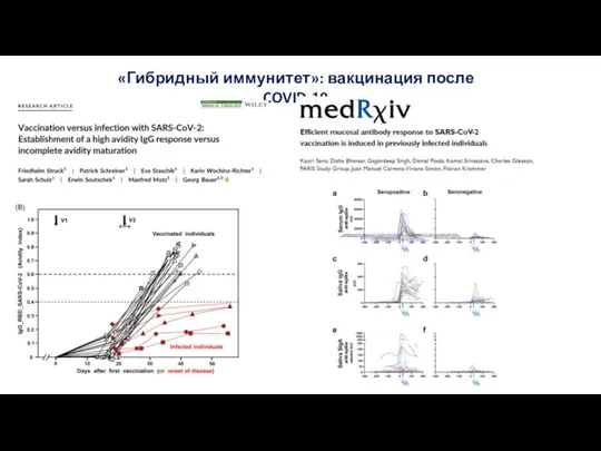 «Гибридный иммунитет»: вакцинация после COVID-19