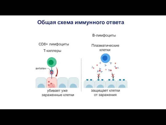 Общая схема иммунного ответа