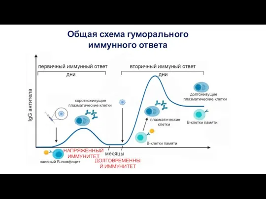 Общая схема гуморального иммунного ответа НАПРЯЖЕННЫЙ ИММУНИТЕТ ДОЛГОВРЕМЕННЫЙ ИММУНИТЕТ