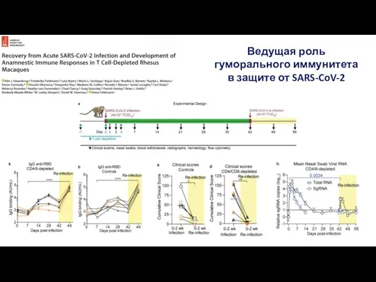 Ведущая роль гуморального иммунитета в защите от SARS-CoV-2