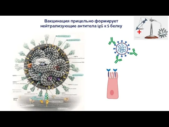 Вакцинация прицельно формирует нейтрализующие антитела IgG к S белку +