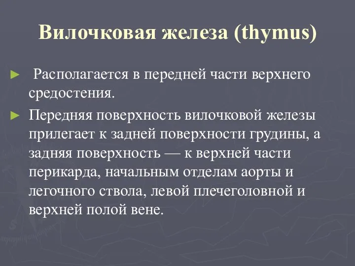 Вилочковая железа (thymus) Располагается в передней части верхнего средостения. Передняя поверхность вилочковой