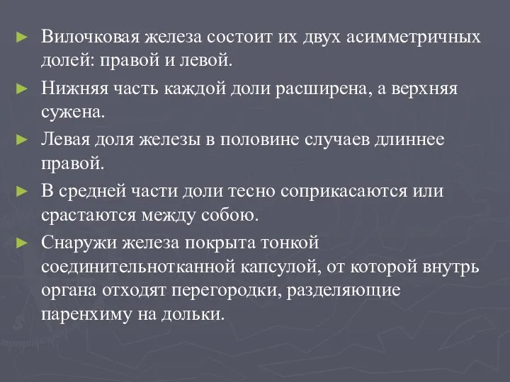 Вилочковая железа состоит их двух асимметричных долей: правой и левой. Нижняя часть