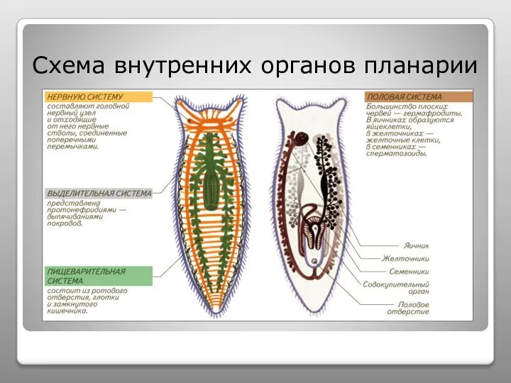 Схема внутренних органов планарии