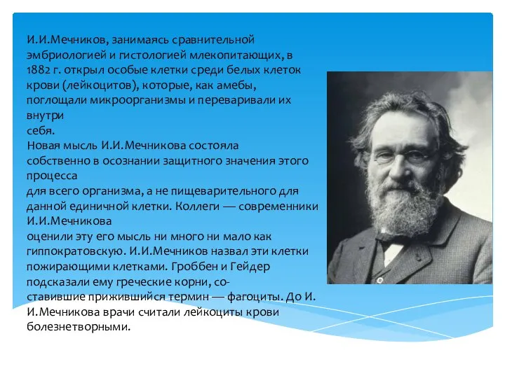 И.И.Мечников, занимаясь сравнительной эмбриологией и гистологией млекопитающих, в 1882 г. открыл особые