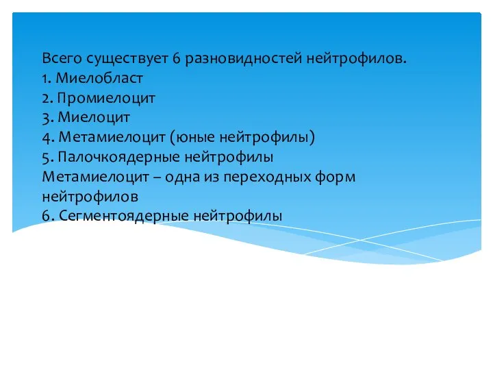 Всего существует 6 разновидностей нейтрофилов. 1. Миелобласт 2. Промиелоцит 3. Миелоцит 4.