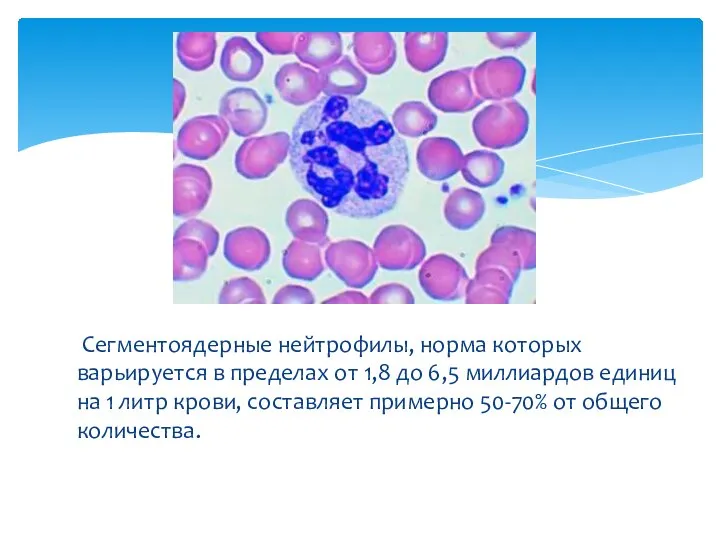 Сегментоядерные нейтрофилы, норма которых варьируется в пределах от 1,8 до 6,5 миллиардов