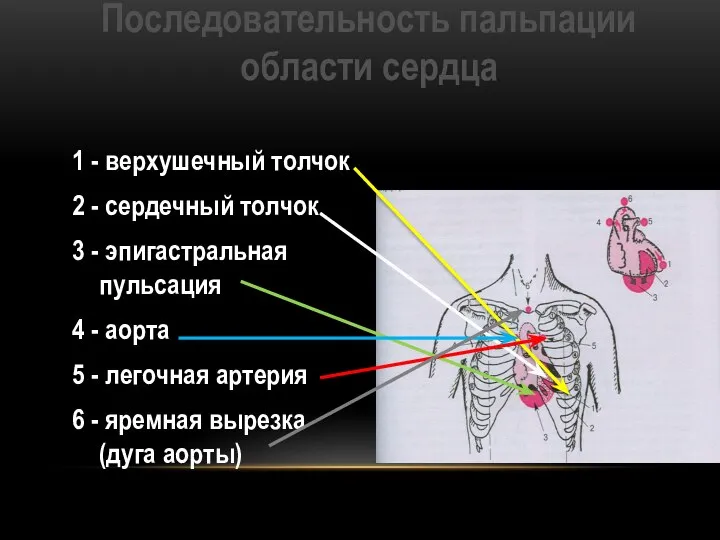 Последовательность пальпации области сердца 1 - верхушечный толчок 2 - сердечный толчок