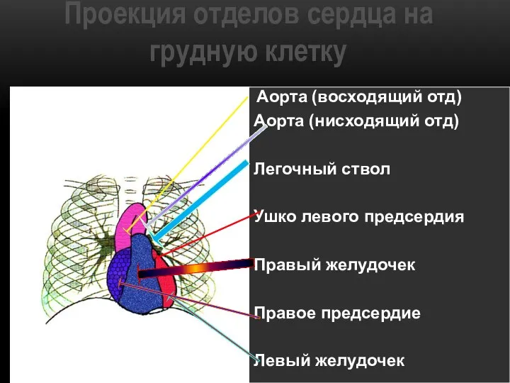 Проекция отделов сердца на грудную клетку Аорта (восходящий отд) Аорта (нисходящий отд)