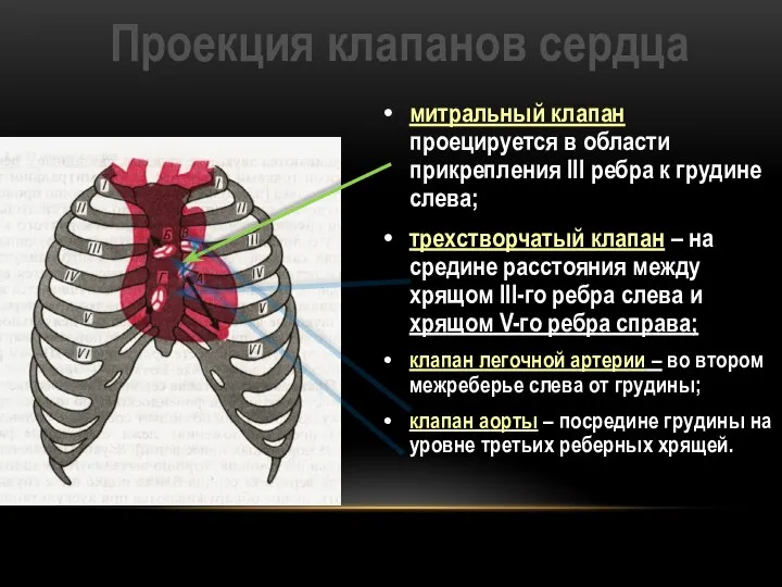 Проекция клапанов сердца митральный клапан проецируется в области прикрепления III ребра к