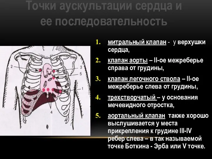 Точки аускультации сердца и ее последовательность митральный клапан - у верхушки сердца,