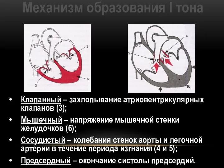 Механизм образования I тона Клапанный – захлопывание атриовентрикулярных клапанов (3); Мышечный –
