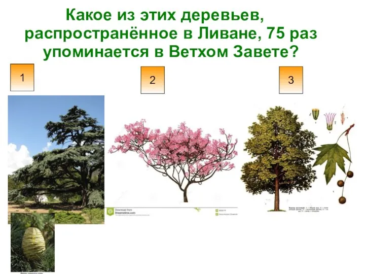 Какое из этих деревьев, распространённое в Ливане, 75 раз упоминается в Ветхом Завете? 1 2 3
