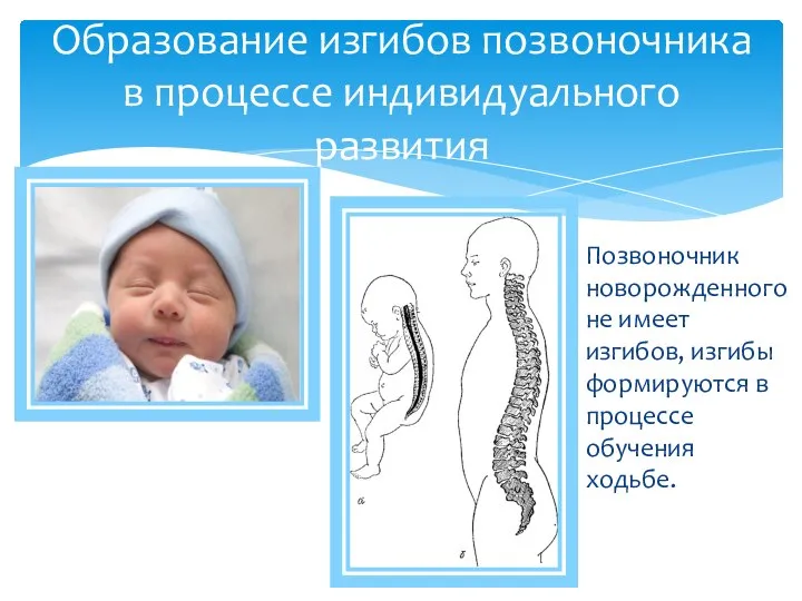Позвоночник новорожденного не имеет изгибов, изгибы формируются в процессе обучения ходьбе. Образование