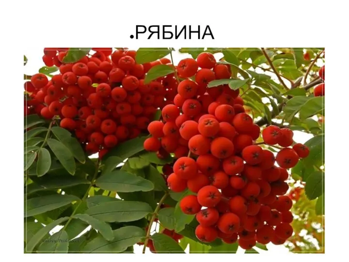 РЯБИНА