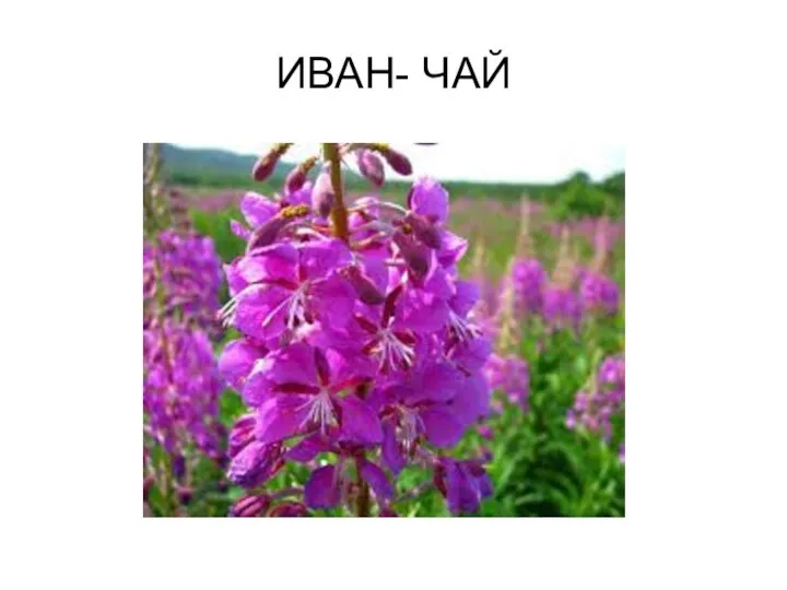 ИВАН- ЧАЙ