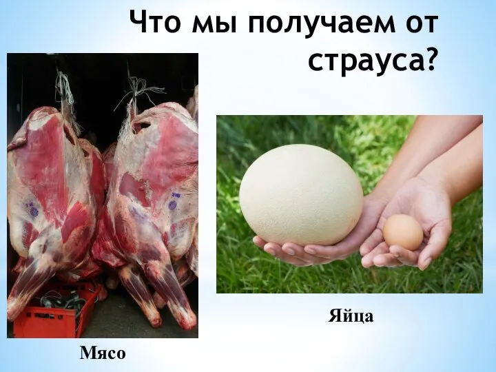 Что мы получаем от страуса? Мясо Яйца