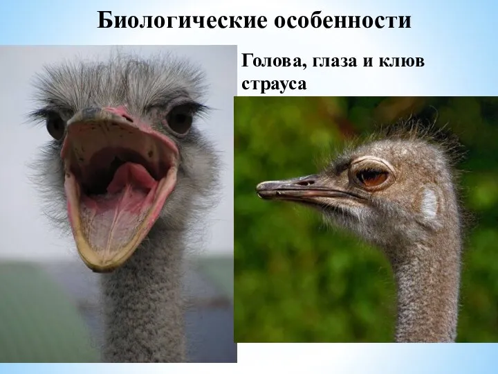 Голова, глаза и клюв страуса Биологические особенности