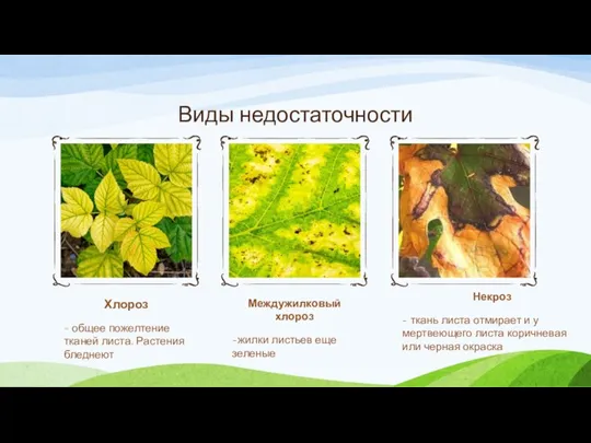Хлороз - общее пожелтение тканей листа. Растения бледнеют Междужилковый хлороз -жилки листьев