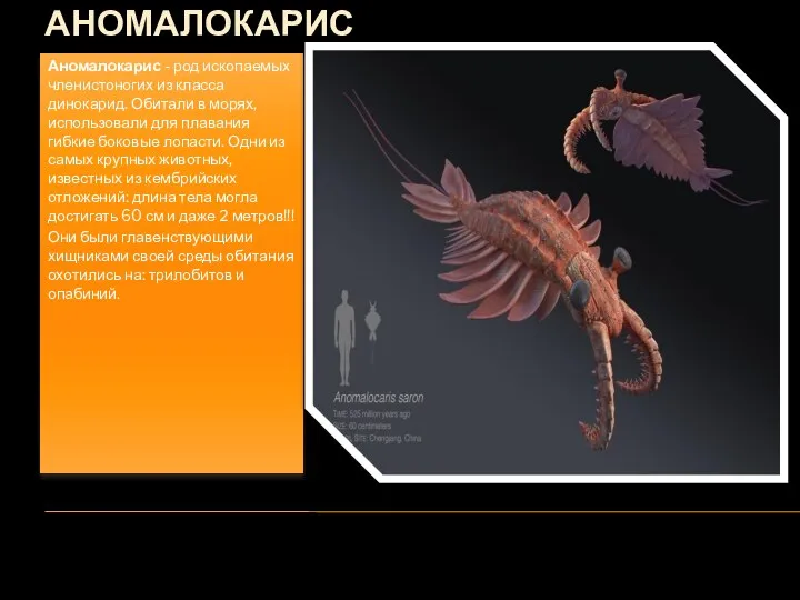 АНОМАЛОКАРИС Аномалокарис - род ископаемых членистоногих из класса динокарид. Обитали в морях,