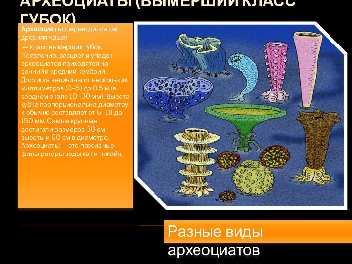 АРХЕОЦИАТЫ (ВЫМЕРШИЙ КЛАСС ГУБОК) Археоциаты (переводится как древняя чаша) — класс вымерших